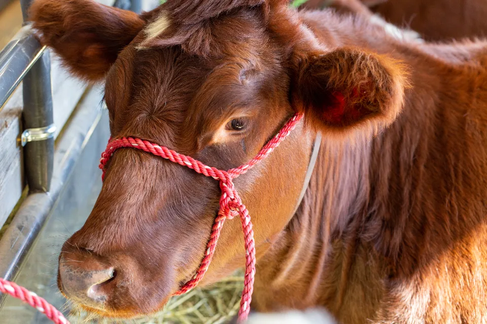 Brown cow with a red rope halter feeding on hay in its pen
